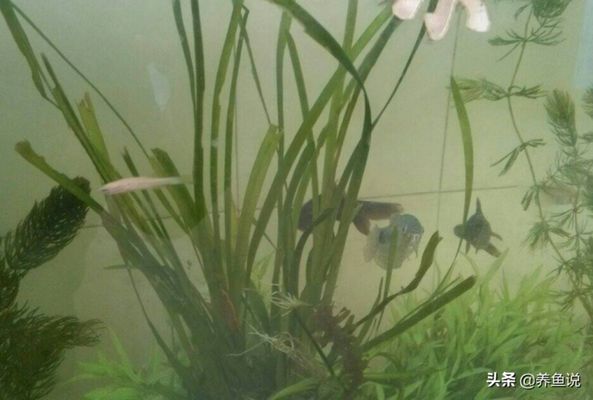 金魚缸裝飾品圖片大全欣賞（金魚的缸該怎么裝飾）（金魚缸裝飾品圖片大全欣賞：金魚缸裝飾品圖片大全欣賞）