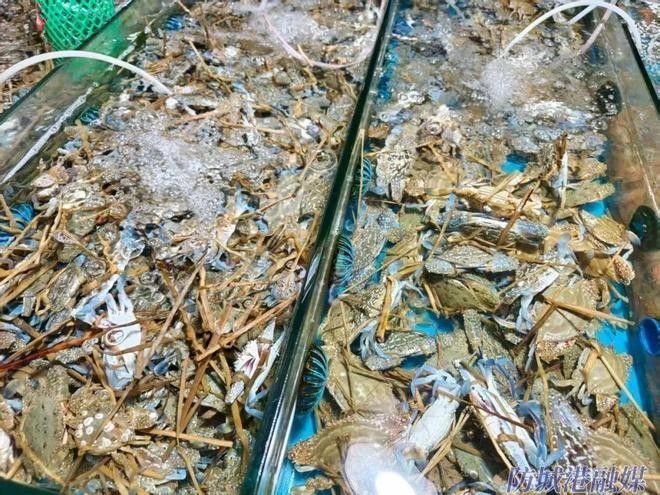 龍虎匯的海鮮價格如何（如何通過官方渠道查詢龍虎匯海鮮價格？） 龍虎匯的海鮮價格如何（如何通過官方渠道查詢龍虎匯海鮮價格？） 龍魚百科 第9張