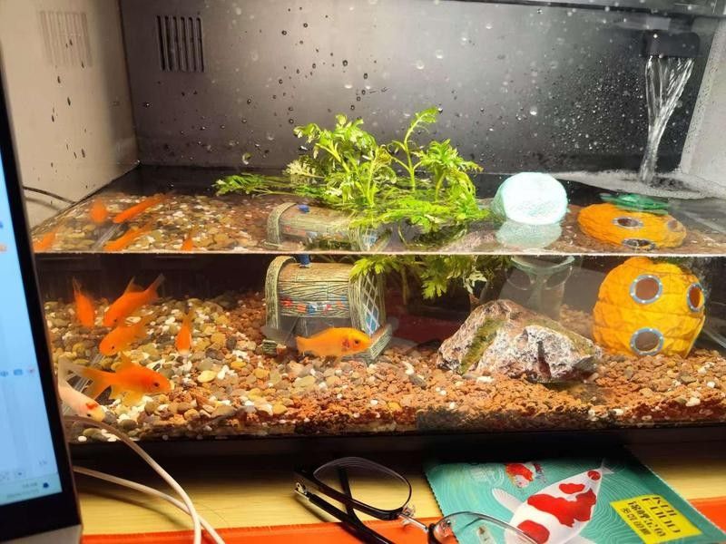 哪種材質的魚缸最耐用？（哪種材質的魚缸最耐用）
