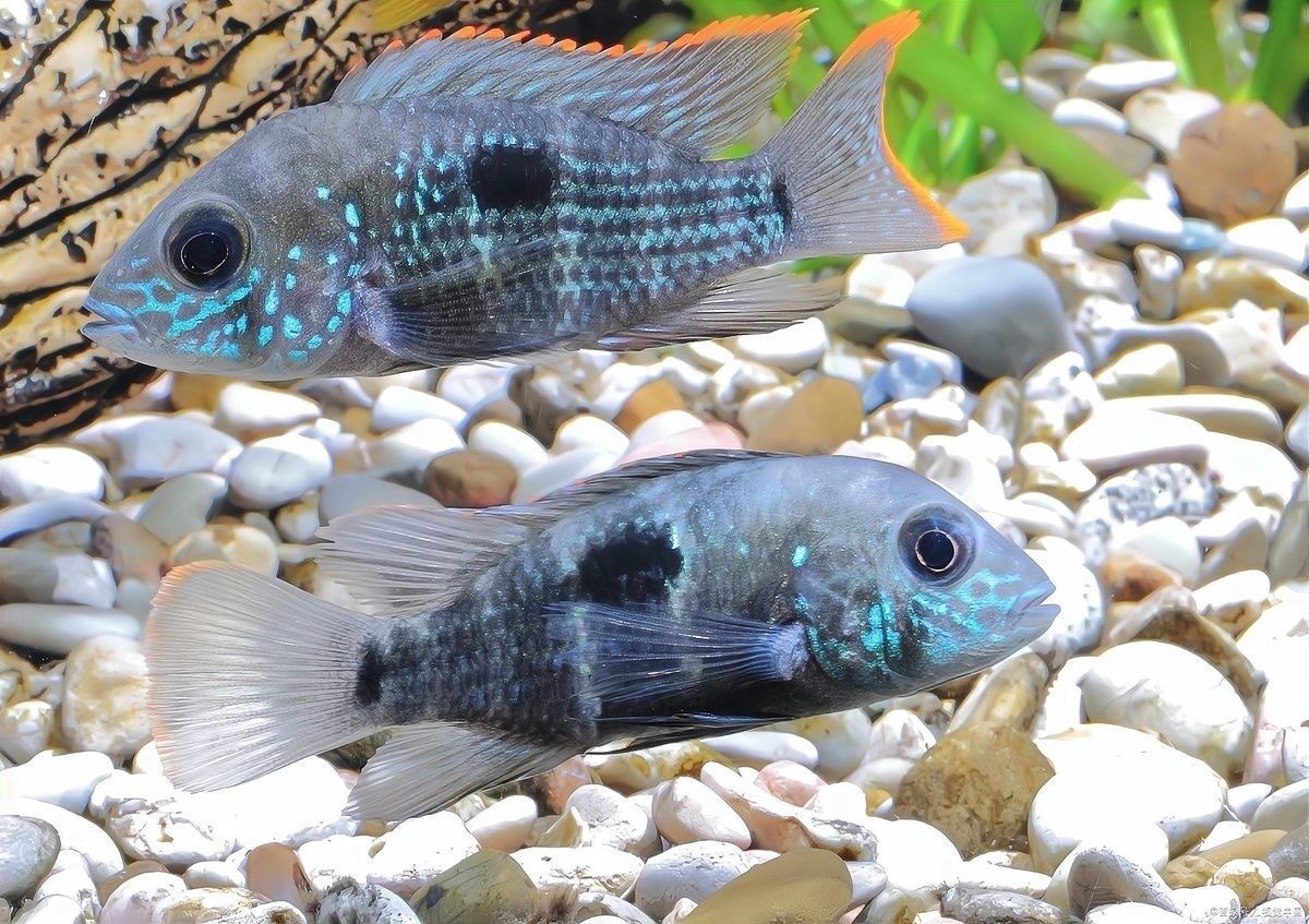 哪種材質的魚缸最耐用？（哪種材質的魚缸最耐用）