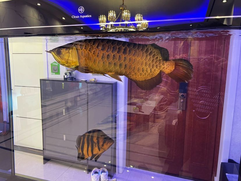 我的虎魚真菌感染了要怎么處理 彩蝶魚缸圖片欣賞大全集圖(彩蝶魚缸圖片欣賞大全集圖解)(彩蝶dx系列魚缸) 觀賞魚百科 彩蝶魚缸圖片欣賞大全集圖(彩蝶魚缸圖片欣賞大全集圖解)(彩蝶dx系列魚缸) 彩蝶魚缸圖片欣賞大全集圖(彩蝶魚缸圖片欣賞大全集圖解)(彩蝶dx系列魚缸) 觀賞魚百科