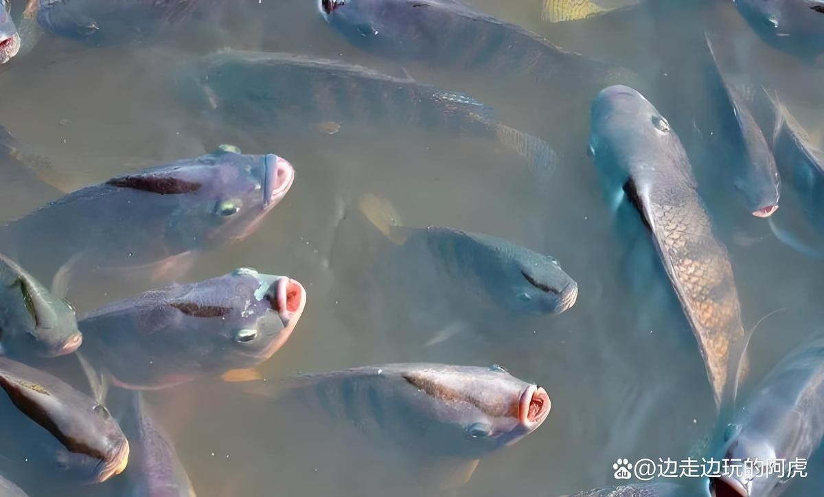 龍魚張嘴是正常行為嗎？（魚在水面上張嘴是什么原因引起龍魚張嘴是什么原因）