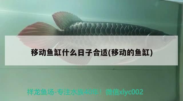 移動魚缸什么日子合適(移動的魚缸)（移動魚缸什么日子合適）