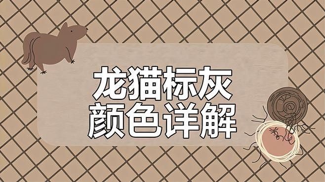如何區分龍貓的不同顏色（追夢旅程龍貓的顏色種類解析龍貓的常見顏色種類解析） 如何區分龍貓的不同顏色（追夢旅程龍貓的顏色種類解析龍貓的常見顏色種類解析） 龍魚百科 第1張