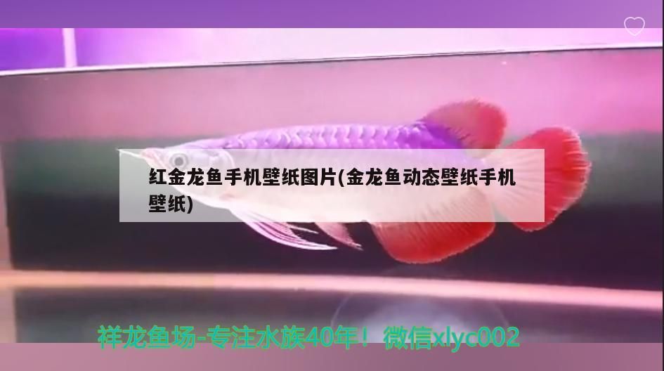 虎紋恐龍魚(yú)能和什么魚(yú)混養(yǎng)呢視頻(虎紋恐龍魚(yú)可以和什么魚(yú)混養(yǎng))
