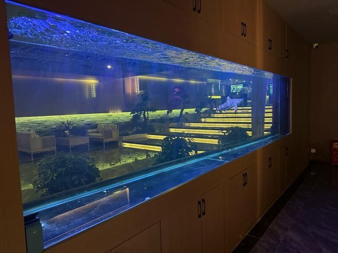 蘿北哪個(gè)水族館龍魚好？祥龍魚場(chǎng)龍魚（廣州龍魚祥龍魚場(chǎng)聊城分店liaocheng.1688yu）