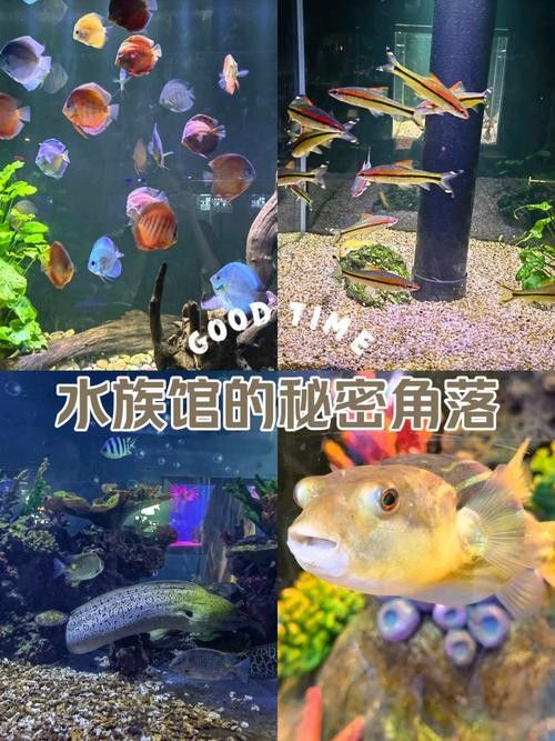 蘿北哪個(gè)水族館龍魚好？祥龍魚場(chǎng)龍魚（廣州龍魚祥龍魚場(chǎng)聊城分店liaocheng.1688yu）