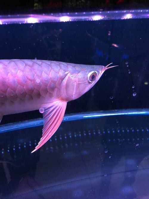 如何聯(lián)系龍魚交流群的群主?(如何聯(lián)系龍魚交流群?) 龍魚百科 第6張 如何聯(lián)系龍魚交流群的群主?(如何聯(lián)系龍魚交流群?) 如何聯(lián)系龍魚交流群的群主?(如何聯(lián)系龍魚交流群?) 龍魚百科 第6張