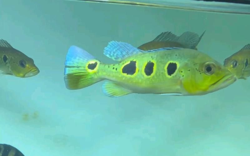 眼斑魚品牌介紹（麗江龍繼斑魚賣魚七郎紅石斑魚紅石斑魚排行榜京東聽）