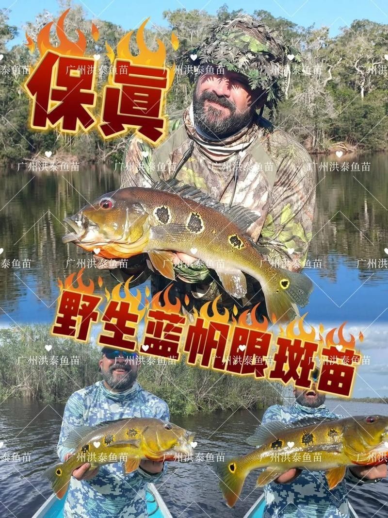 眼斑魚品牌介紹（麗江龍繼斑魚賣魚七郎紅石斑魚紅石斑魚排行榜京東聽）