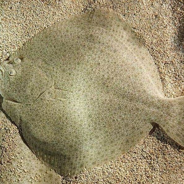 又薄又扁的海魚是什么魚（又扁又扁的海魚是什么魚）