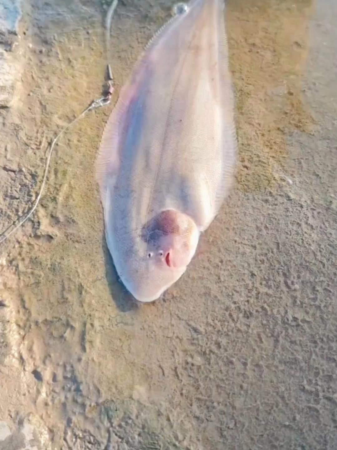 又薄又扁的海魚是什么魚（又扁又扁的海魚是什么魚）