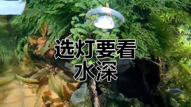 龍魚缸水草燈如何選擇（如何選擇魚缸水草燈）