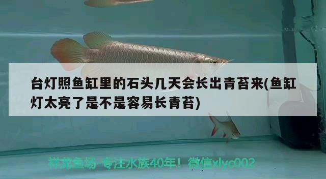 臺(tái)燈照魚(yú)缸里的石頭幾天會(huì)長(zhǎng)出青苔來(lái)(魚(yú)缸燈太亮了是不是容易長(zhǎng)青苔)（臺(tái)燈照魚(yú)缸里的石頭幾天會(huì)長(zhǎng)出青苔來(lái)） 臺(tái)燈照魚(yú)缸里的石頭幾天會(huì)長(zhǎng)出青苔來(lái)(魚(yú)缸燈太亮了是不是容易長(zhǎng)青苔)（臺(tái)燈照魚(yú)缸里的石頭幾天會(huì)長(zhǎng)出青苔來(lái)） 觀賞魚(yú)百科