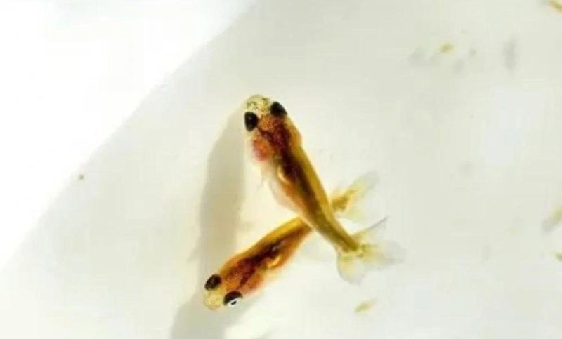 如何預防龍魚幼苗掛蛋苗（龍魚幼苗掛蛋苗有哪些癥狀預防龍魚幼苗掛蛋苗的方法） 如何預防龍魚幼苗掛蛋苗（龍魚幼苗掛蛋苗有哪些癥狀預防龍魚幼苗掛蛋苗的方法） 龍魚百科 第5張