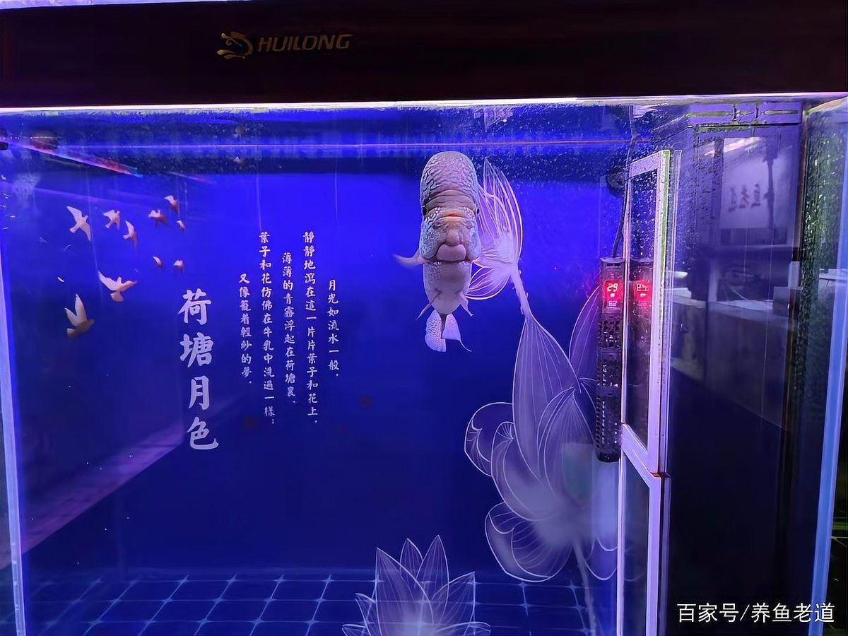 龍魚加氧一般開多大？（養(yǎng)魚老手的三點忠告養(yǎng)魚老手的三點忠告養(yǎng)魚老手的三點忠告）