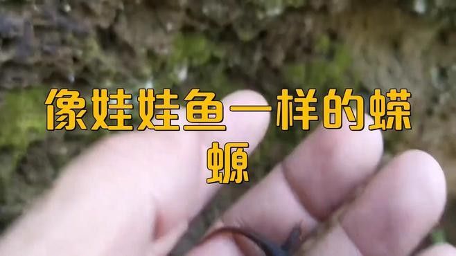 如何區(qū)分不同種類的蠑螈？（如何區(qū)分不同種類的蠑螈）