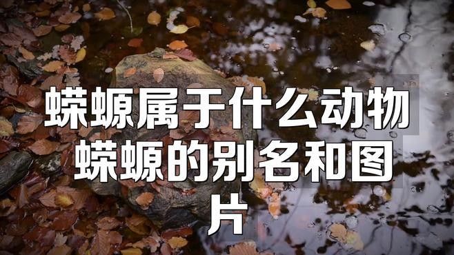 如何區(qū)分不同種類的蠑螈？（如何區(qū)分不同種類的蠑螈）