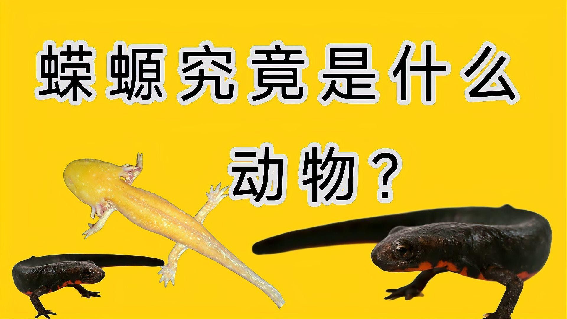 如何區分不同種類的蠑螈？（如何區分不同種類的蠑螈）