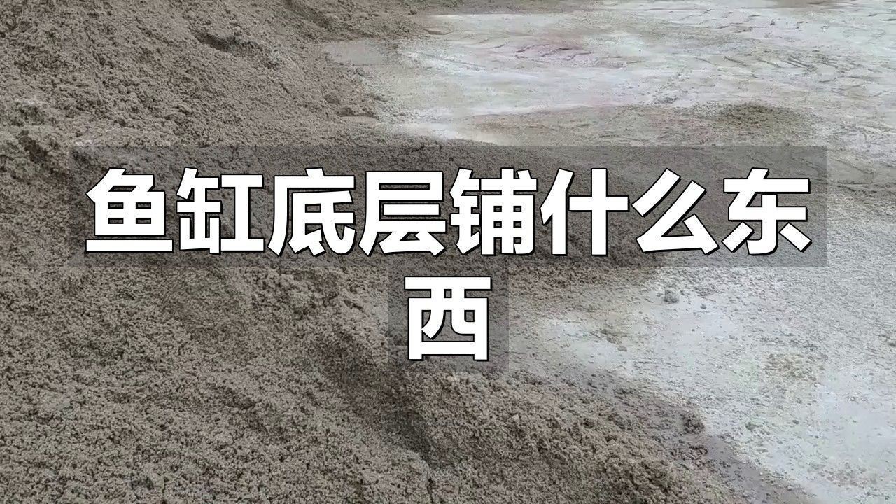 金龍魚(yú)缸底用什么材質(zhì)好（龍魚(yú)底的材質(zhì)選擇對(duì)于維持水質(zhì)和美觀至關(guān)重要）