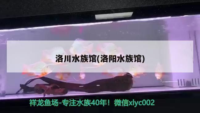 洛川水族館(洛陽水族館)（上海洛陽水族館12、新穎花鳥市場觀賞魚養殖基地哪有）