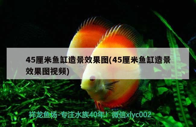 45厘米魚缸造景效果圖(45厘米魚缸造景效果圖視頻)