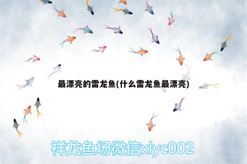 最漂亮的雷龍魚(什么雷龍魚最漂亮)（雷龍魚的飼養）