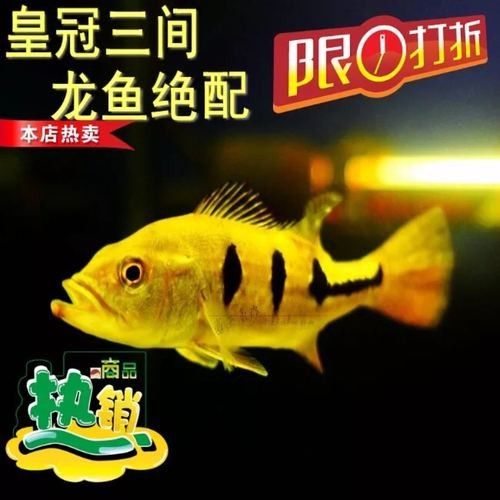 給我一些龍魚和發財魚混養的圖片(龍魚與發財魚混養的圖片資源及混養要點) 龍魚百科 第17張 給我一些龍魚和發財魚混養的圖片(龍魚與發財魚混養的圖片資源及混養要點) 給我一些龍魚和發財魚混養的圖片(龍魚與發財魚混養的圖片資源及混養要點) 龍魚百科 第17張