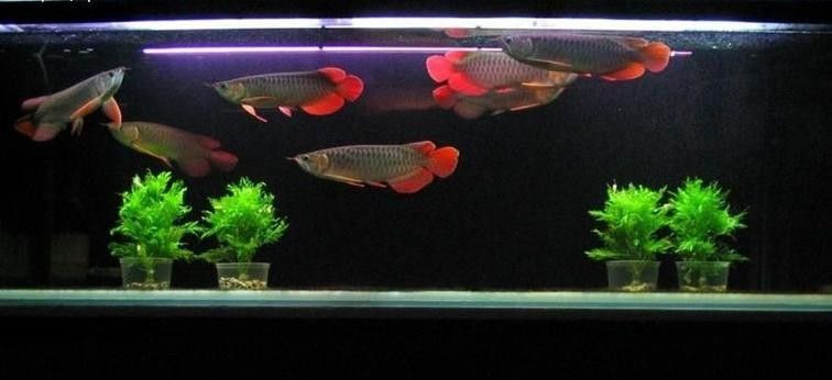 給我一些龍魚和發財魚混養的圖片（龍魚與發財魚混養的圖片資源及混養要點） 給我一些龍魚和發財魚混養的圖片（龍魚與發財魚混養的圖片資源及混養要點） 龍魚百科 第35張
