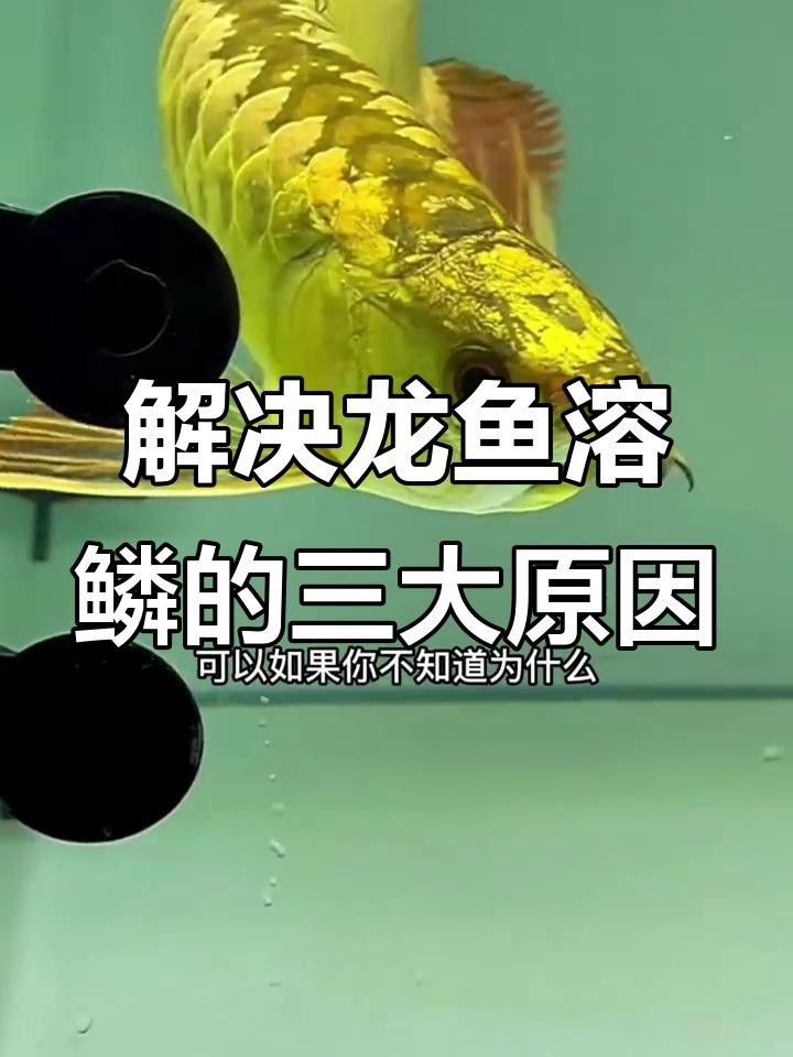 龍魚掉鱗是吉兆還是兇兆（魚掉鱗是吉兆還是兇兆）