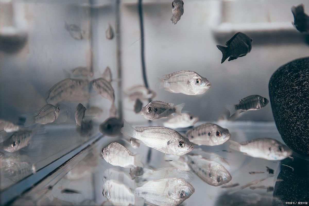 龍魚掉鱗是吉兆還是兇兆（魚掉鱗是吉兆還是兇兆）