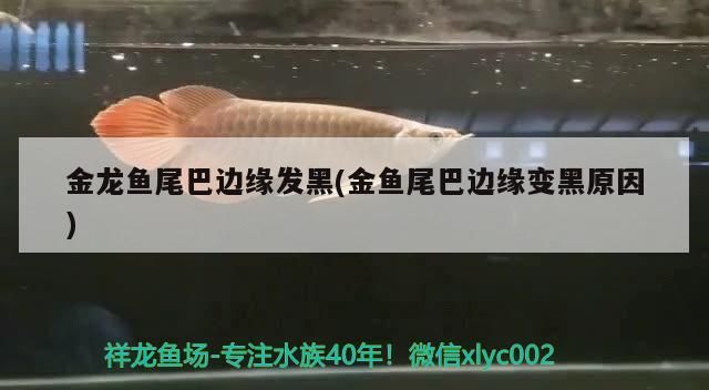 金龍魚尾巴邊緣發黑(金魚尾巴邊緣變黑原因)（金龍魚尾巴發黑怎么辦） 金龍魚尾巴邊緣發黑(金魚尾巴邊緣變黑原因)（金龍魚尾巴發黑怎么辦） 觀賞魚百科