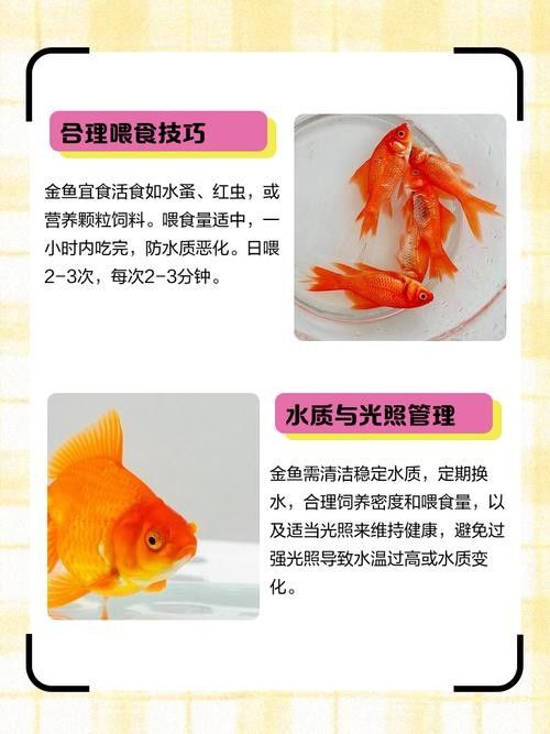 金龍魚珠鱗全亮后如何保持（金龍魚珠鱗全亮后怎么辦） 金龍魚珠鱗全亮后如何保持（金龍魚珠鱗全亮后怎么辦） 龍魚百科 第3張