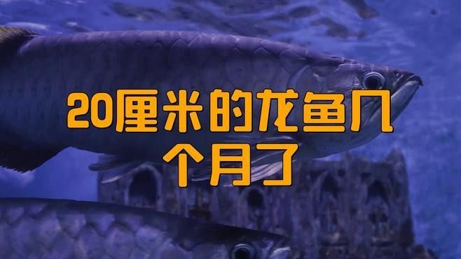 如何判斷金龍魚的年齡？（判斷金龍魚的年齡主要通過(guò)以下幾種科學(xué)方法判斷金龍魚的年齡） 如何判斷金龍魚的年齡？（判斷金龍魚的年齡主要通過(guò)以下幾種科學(xué)方法判斷金龍魚的年齡） 龍魚百科 第1張