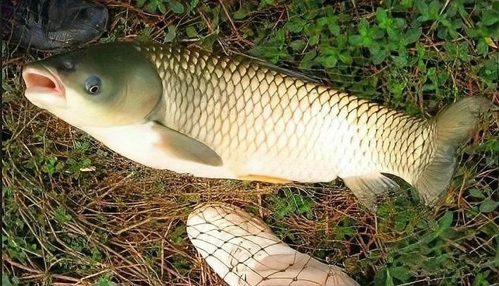 如何判斷金龍魚的年齡？（判斷金龍魚的年齡主要通過(guò)以下幾種科學(xué)方法判斷金龍魚的年齡） 如何判斷金龍魚的年齡？（判斷金龍魚的年齡主要通過(guò)以下幾種科學(xué)方法判斷金龍魚的年齡） 龍魚百科 第8張