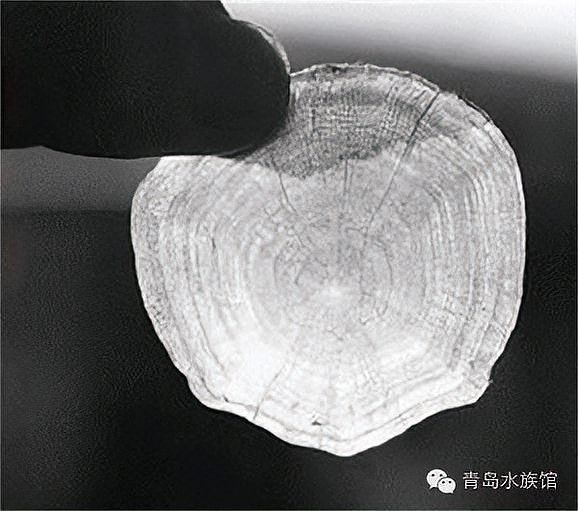 如何判斷金龍魚的年齡？（判斷金龍魚的年齡主要通過(guò)以下幾種科學(xué)方法判斷金龍魚的年齡） 如何判斷金龍魚的年齡？（判斷金龍魚的年齡主要通過(guò)以下幾種科學(xué)方法判斷金龍魚的年齡） 龍魚百科 第5張