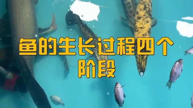 龍魚苗多久能長到成魚（龍魚從苗期到成魚的大致成長時間線）