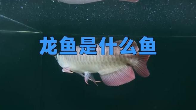 橙紅龍魚和普通紅龍魚的區別（橙紅龍魚與普通紅龍魚的區別）