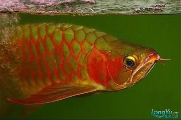 橙紅龍魚和普通紅龍魚的區別（橙紅龍魚與普通紅龍魚的區別）