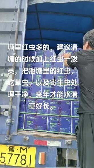 給我一段淡水海龍魚吃紅蟲的視頻（抖音老師分享淡水海龍魚捕食紅蟲的典型場景）