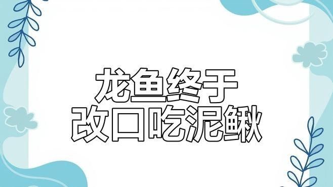 給我一段淡水海龍魚吃紅蟲的視頻（抖音老師分享淡水海龍魚捕食紅蟲的典型場景）