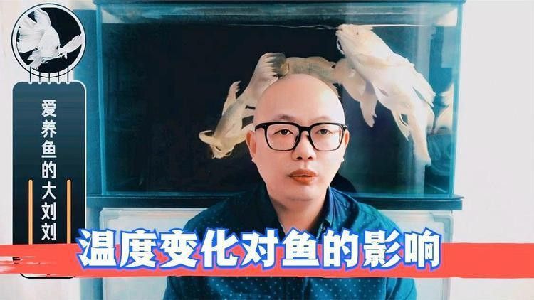 為什么龍魚突然不吃泥鰍了呢（為什么龍魚突然不吃泥鰍了） 為什么龍魚突然不吃泥鰍了呢（為什么龍魚突然不吃泥鰍了） 觀賞魚百科 第3張