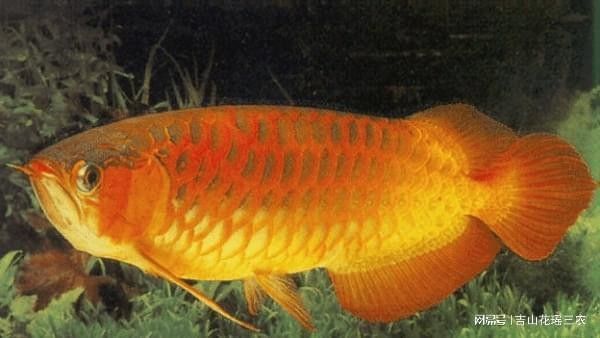 西山金龍魚（江西溪流驚現‘野生金龍魚’）
