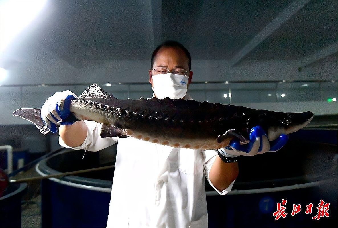 金龍魚芯片植入過程復雜嗎（金龍魚芯片植入過程）