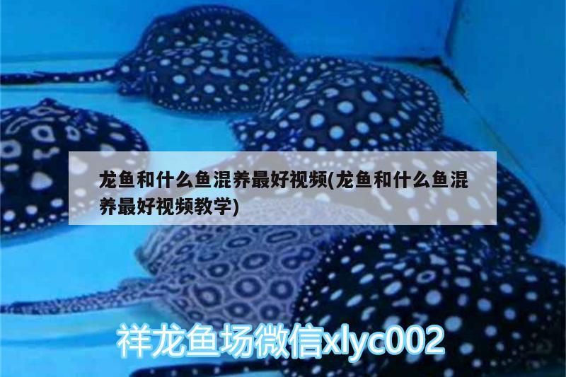龍魚和什么魚混養(yǎng)最好視頻(龍魚和什么魚混養(yǎng)最好視頻教學(xué))（龍魚和什么魚混養(yǎng)最好視頻） 龍魚和什么魚混養(yǎng)最好視頻(龍魚和什么魚混養(yǎng)最好視頻教學(xué))（龍魚和什么魚混養(yǎng)最好視頻） 觀賞魚百科