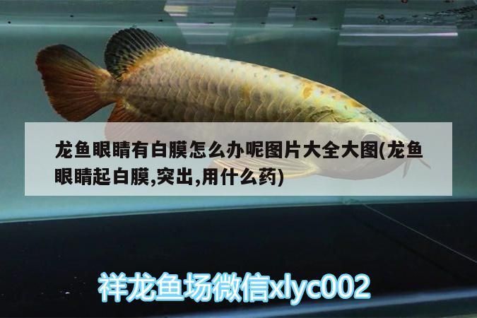 龍魚眼睛有白膜怎么辦呢圖片大全大圖(龍魚眼睛起白膜,突出,用什么藥)（龍魚的眼睛有白膜怎么辦）