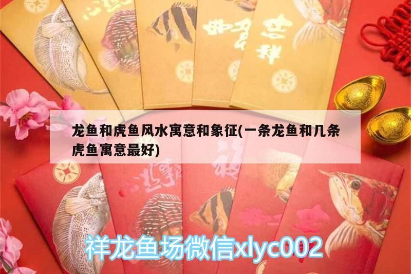 豬鼻龜 龍魚(yú)和虎魚(yú)風(fēng)水寓意和象征(一條龍魚(yú)和幾條虎魚(yú)寓意最好)(龍魚(yú)和虎魚(yú)的風(fēng)水學(xué)應(yīng)用有哪些,龍魚(yú)的風(fēng)水學(xué)應(yīng)用有哪些) 觀賞魚(yú)百科 龍魚(yú)和虎魚(yú)風(fēng)水寓意和象征(一條龍魚(yú)和幾條虎魚(yú)寓意最好)(龍魚(yú)和虎魚(yú)的風(fēng)水學(xué)應(yīng)用有哪些,龍魚(yú)的風(fēng)水學(xué)應(yīng)用有哪些) 龍魚(yú)和虎魚(yú)風(fēng)水寓意和象征(一條龍魚(yú)和幾條虎魚(yú)寓意最好)(龍魚(yú)和虎魚(yú)的風(fēng)水學(xué)應(yīng)用有哪些,龍魚(yú)的風(fēng)水學(xué)應(yīng)用有哪些) 觀賞魚(yú)百科