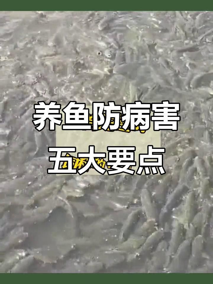 觀賞魚如何防治疾病（百度文庫觀賞魚常見十大疾病及防治方法3分鐘治療白點病） 觀賞魚如何防治疾病（百度文庫觀賞魚常見十大疾病及防治方法3分鐘治療白點病） 觀賞魚百科 第1張