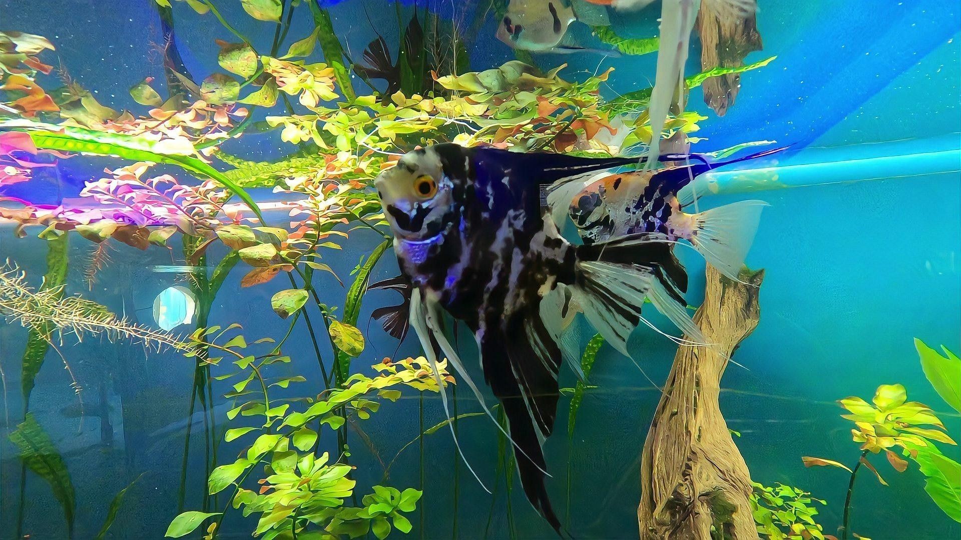 觀賞魚如何防治疾病（百度文庫觀賞魚常見十大疾病及防治方法3分鐘治療白點病） 觀賞魚如何防治疾病（百度文庫觀賞魚常見十大疾病及防治方法3分鐘治療白點病） 觀賞魚百科 第5張