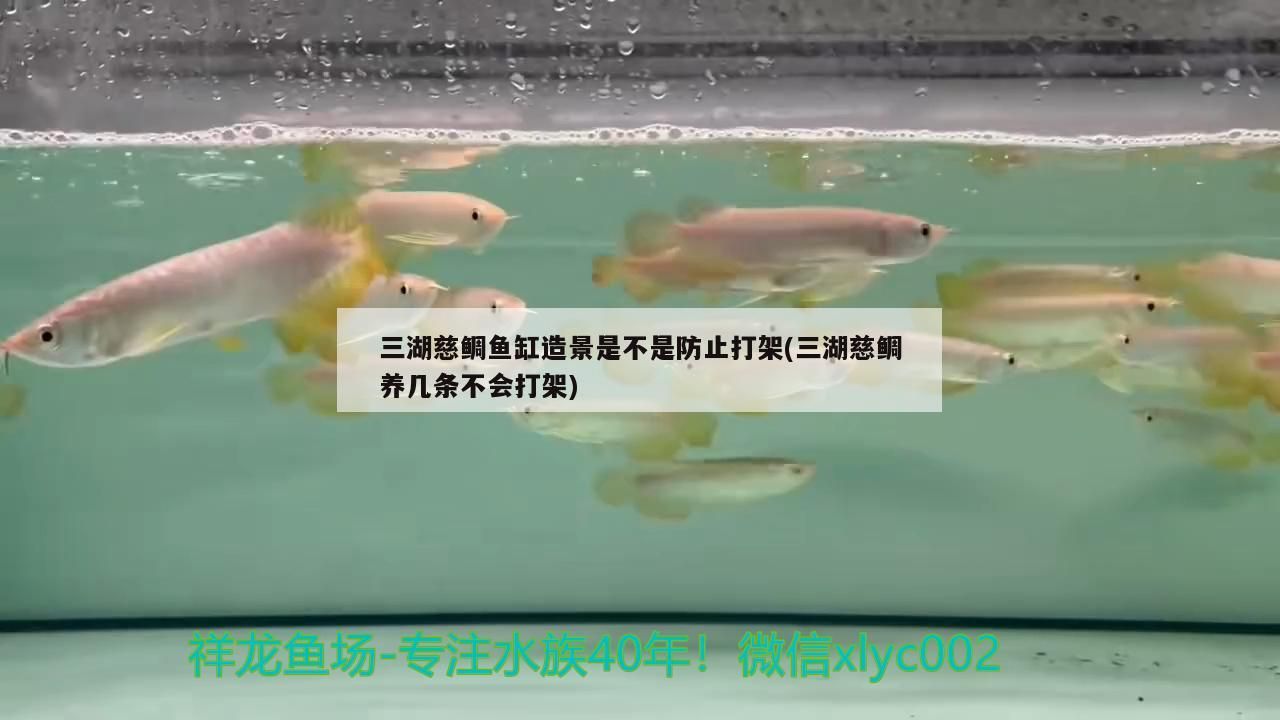 廣州水族館關刀魚和龍混養關刀魚能和金龍魚混養嗎（關刀魚能和金龍魚混養嗎） 廣州水族館關刀魚和龍混養關刀魚能和金龍魚混養嗎（關刀魚能和金龍魚混養嗎） 觀賞魚百科 第2張